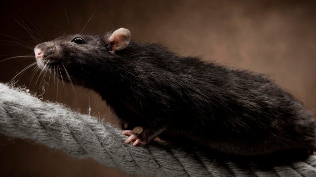 A brown rat 