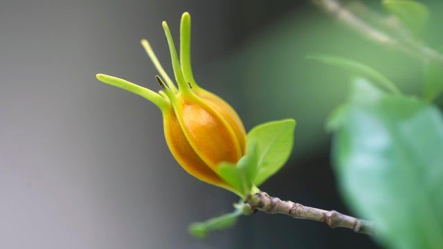 Gardenia fruit in the tree 
